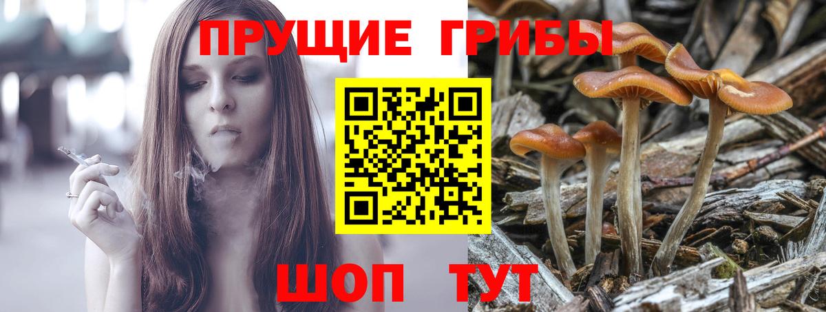 Псилоцибиновые грибы мицелий Россия